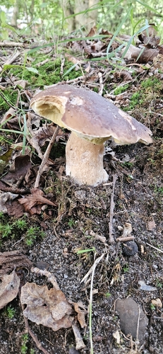 King Bolete