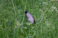 Sylvia atricapilla atricapilla