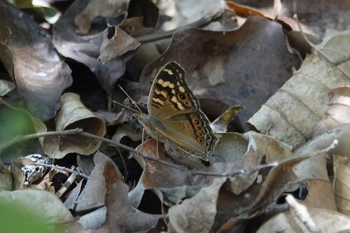 Northern Argus