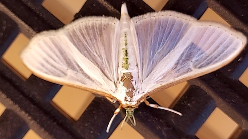 Jasmine Moth