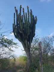 (c) Xavier Alejandro Caratachea Navarro, some rights reserved (CC BY) Pachycereus pecten-aboriginum, photograph (c) Xavier Alejandro Caratachea Navarro, some rights reserved (CC BY)
