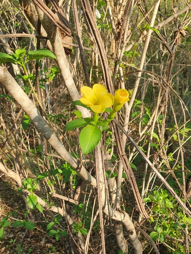 Tabernaemontana tomentosa
