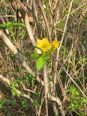 Tabernaemontana tomentosa