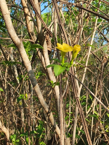 Tabernaemontana tomentosa, photograph 2