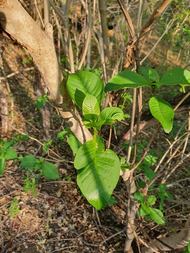 Tabernaemontana tomentosa, photograph 3
