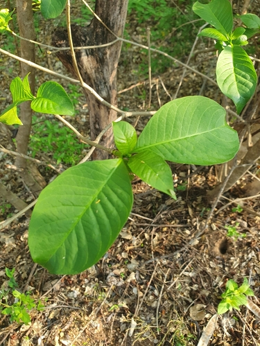 Tabernaemontana tomentosa, photograph 4