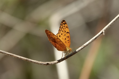 Common Leopard