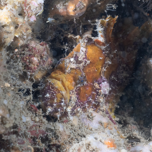 Antennatus coccineus observed 2026-08-13