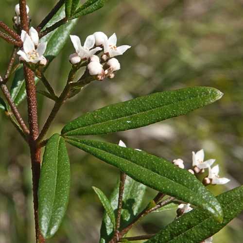 Zieria smithii, photograph 2