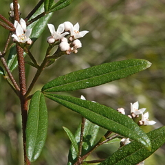 Zieria smithii, photograph (c) Max Campbell, some rights reserved (CC BY)