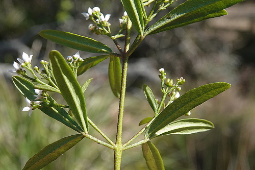Zieria smithii, photograph 3