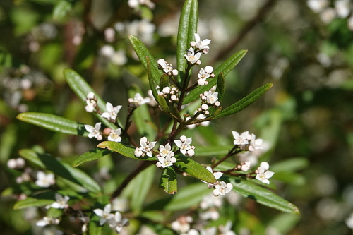 Zieria smithii, photograph 4