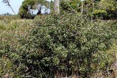 Zieria smithii, photograph (c) Max Campbell, some rights reserved (CC BY)