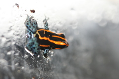 Amazonian Poison Frog photo 3