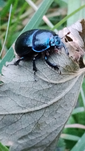 Woodland Dor Beetle