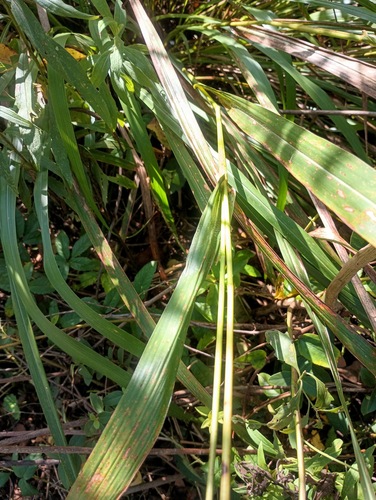 Tripsacum dactyloides, photograph 4