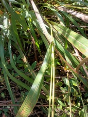 Tripsacum dactyloides, photograph (c) Raven Dandridge, some rights reserved (CC BY)