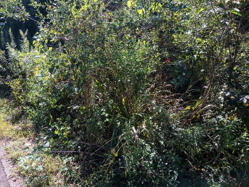 Tripsacum dactyloides, photograph 5