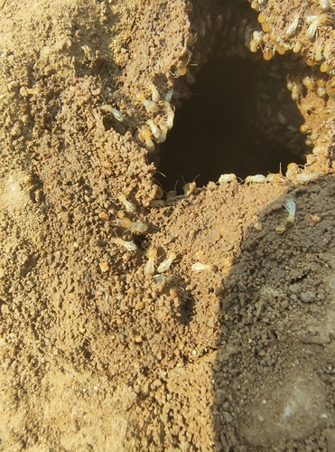Ancistrotermes latinotus