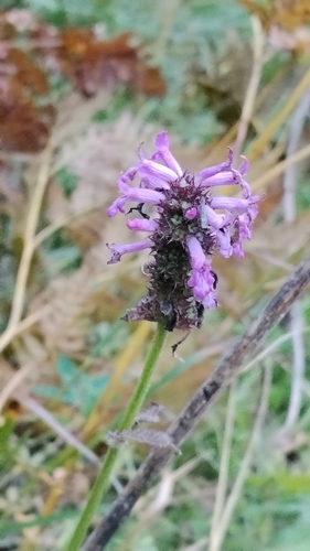 common hedge-nettle