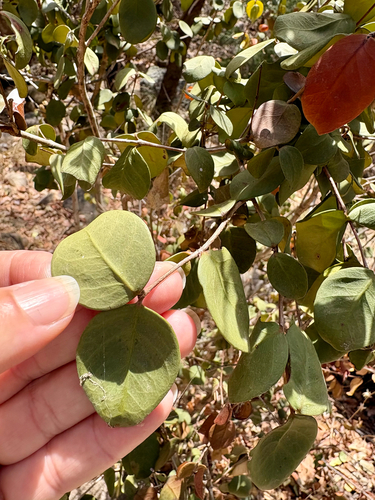 Eugenia reinwardtiana observed 2026-09-14
