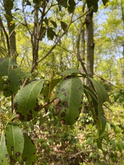 Diaporthe kalmiae