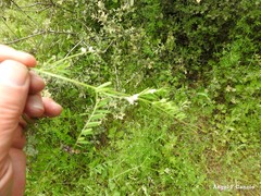 Vicia hirsuta