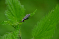 Cantharis obscura