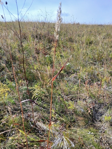 Spodiopogon sibiricus, photograph 6