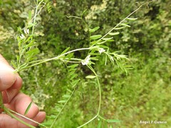 Vicia hirsuta