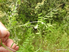 Vicia hirsuta
