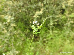 Vicia hirsuta