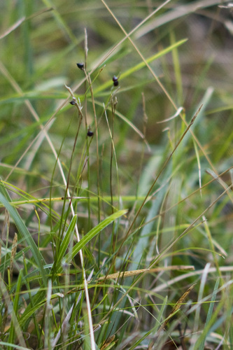 Carex alba observed 2026-09-13
