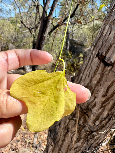 Passiflora aurantia observed 2026-09-14