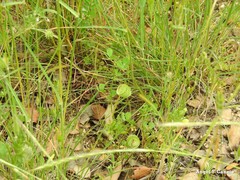 Medicago orbicularis