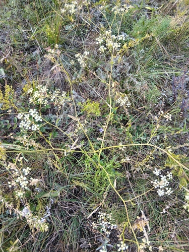 Saposhnikovia divaricata