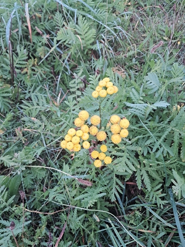 tansy