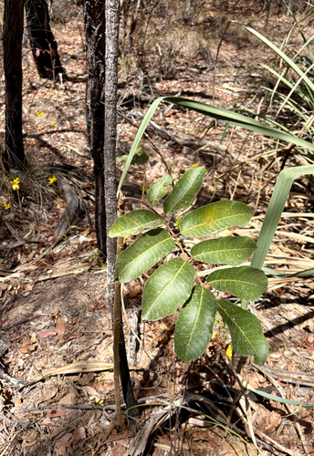 Canarium australianum observed 2026-09-14