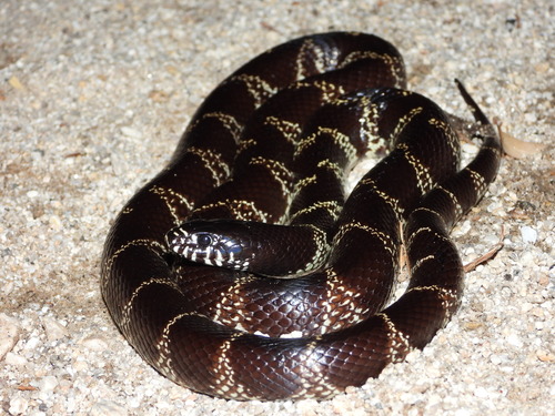 California King Snake observed by diomedea_exulans_li
