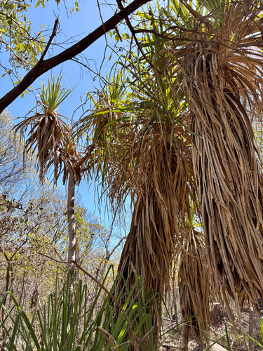 Pandanus cookii observed 2026-09-14