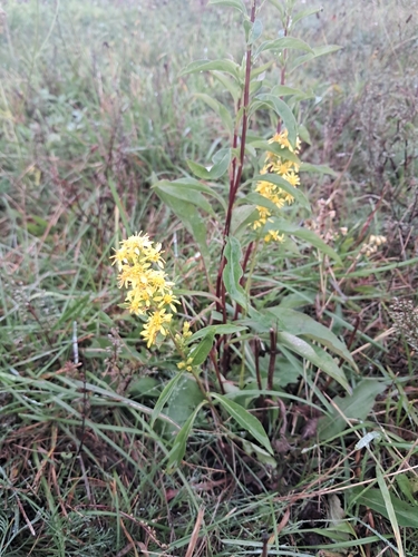 European goldenrod