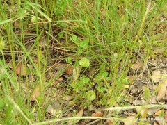 Medicago orbicularis