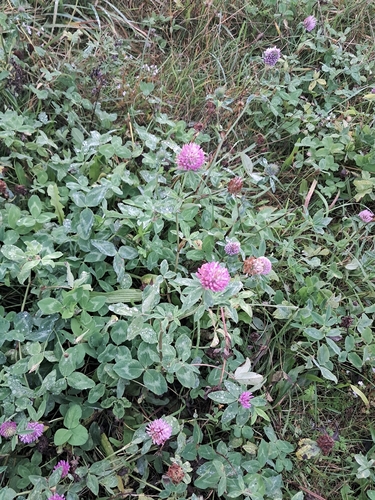 Red Clover