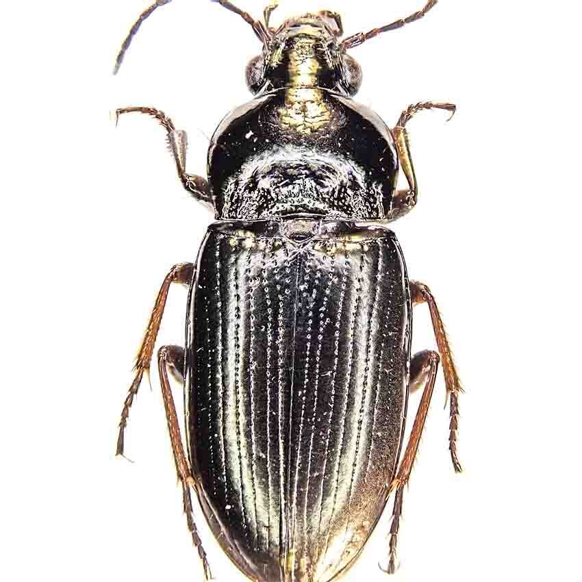 Pogonus punctulatus
