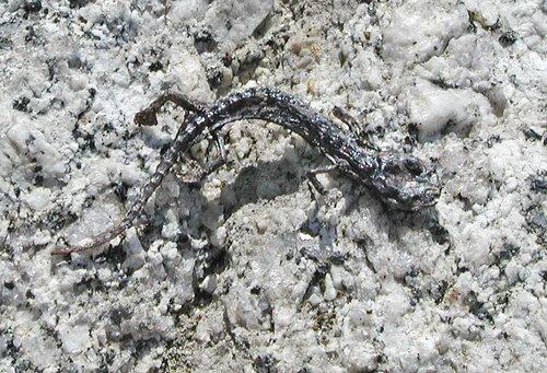 iNaturalist observation photo of Mount Lyell Salamander
