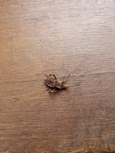 Western Conifer Seed Bug