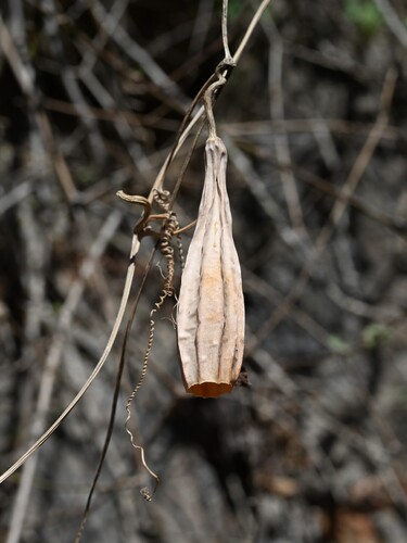 Luffa acutangula, photograph 1