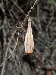 Luffa acutangula, photograph (c) Krzysztof Ziarnek, some rights reserved (CC BY)