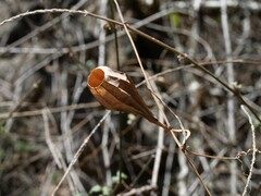 Luffa acutangula