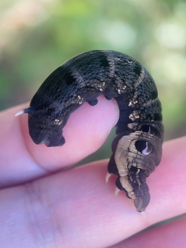 Elephant Hawkmoth